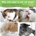 Cat Grass Treats for Cat, 30g Dried Snacks for Cats, Edible Cats Chew Toys, Kitten Treats for Cleaning Teeth Remove Hair Ball - Image 6