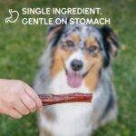 Downtown Pet Supply Best Free Range 6 In American Bully Sticks for Dogs Made in USA - Odorless Dog Dental Chew Treats, High in Protein, Great Alternative to Rawhides (6 In, 5 Pack) - Image 6