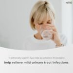 Herba Chanca Piedra Extract - 180 Capsules | 5,000mg Equivalent | 10:1 Extract from 500mg | Spanish for "Stone Breaker" | Made in Canada - Image 5