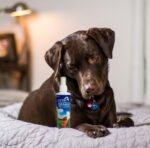 VetriCleanse Pet Itch Relief & Wound Care Spray with Hypochlorous Acid - Skin + Coat Care - Dog & Cat Deodorizer, Eye Cleaner & Ear Cleaner for All Animals - 225ml - Image 5