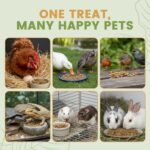 Black Soldier Fly Larvae for Chickens & Ducks – 2lb Dried Worms & Grubs – High Protein & Calcium Mealworms Alternative – Dried Black Fly Larvae – Non-GMO, Farmed in Canada - Image 6