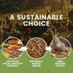 Black Soldier Fly Larvae for Chickens & Ducks – 2lb Dried Worms & Grubs – High Protein & Calcium Mealworms Alternative – Dried Black Fly Larvae – Non-GMO, Farmed in Canada - Image 7