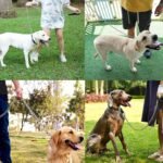 Heavy Duty Metal Dog Leash, 4FT Chew Proof Pet Leash Chain with Soft Padded Handle for Large & Medium Size Dogs (120cm*3mm) - Image 7