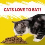 Just Try 16 OZ Cat Treats for Indoor Cats, High Protein Low-Calorie Cat Snacks, Healthy Crunchy Treats, Grain Free Natural Chicken Flavor - Image 5