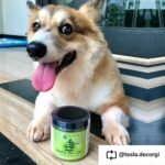 kin+kind Organic Multivitamin for Dogs & Cats - Pet Supplement for Healthy Skin and Coat - Safe, Natural Formula with Wheatgrass, Kelp, Seaweed and Coconut - Made in USA - 226.8 g (Large) - Image 9