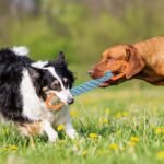 Dog Rope Toy for Large Dogs, Orange & Blue Braided Rope with Round Handles, Durable Dog Chew Toys, Ideal Toys for Tug of Toy & Teeth Cleaning,Aggressive Chewers (Yellow-Green) - Image 3