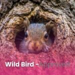 Chirp & Maple Critter Cuisine Premium Squirrel and Chipmunk Food - Natural Peanuts, Nuts & Seeds Blend for Wild Squirrels and Chipmunks (750g) - Image 6