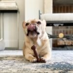 Nylabone Textured Bone, Small Dog Chew Toy, Natural, Regular/Small - Image 3