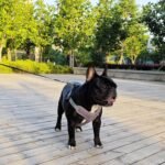 Dog Harness No Pull for Medium Size, Easy Walk Adjustable Pet Harness, No-Choke Soft Padded Dog Vest, Reflective Breathable Pet Oxford Cloth with 2 Metal Leash Clips - Image 8