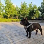 Dog Harness No Pull for Medium Size, Easy Walk Adjustable Pet Harness, No-Choke Soft Padded Dog Vest, Reflective Breathable Pet Oxford Cloth with 2 Metal Leash Clips - Image 9