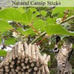 Cat Chew Sticks, Silvervine Sticks for Cats 25 PCS, Organic Catnip Matatabi Sticks, Teething Molar Toys for Cats - Image 4