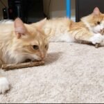 Cat Chew Sticks, Silvervine Sticks for Cats 25 PCS, Organic Catnip Matatabi Sticks, Teething Molar Toys for Cats - Image 7