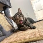 Cat Chew Sticks, Silvervine Sticks for Cats 25 PCS, Organic Catnip Matatabi Sticks, Teething Molar Toys for Cats - Image 8