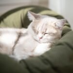 CHEERHOME PETS Elevated Cat Bed Wooden with Cushion Fluffy Pet Couch Sofa for Indoor Cats Raised Kitty Lounge Chair Suitable for Puppy, Cat Furniture(Green) - Image 8