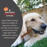 Canine Naturals | Natural Beef & Bully Sticks | Long-Lasting, Odor Free, High Protein Chews Made with 100% Real Bully | 4 Count Medium Sticks - Image 3