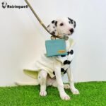 Dog Treat Pouch, Green Pocket Sized Pet Training Pouch, Cotton Fabric, Hand Free Dog Walking Bag with Carabiner, Self-Closing Pet Feed Snack Reward, for Pet Puppy Travel or Outdoor Use - Image 6