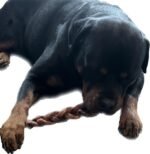 Bully Sticks for Dogs - Low/NO Odour - 12” Braided 4 Pack - Premium Single Ingredient Dog Chew 100% Natural All Beef Chew- Dental Chew - Fully Digestible - Irresistible - Image 3