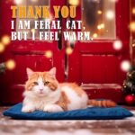 Kiroto Outdoor Pet Heating Pad for Cat Dog, Heated Mat with Waterproof Cover and Automatic Temperature Control, Suitable for Cat Houses, Dog Houses, Small Beds, Porches,20"x16",Blue - Image 5