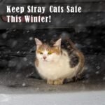 Kiroto Outdoor Pet Heating Pad for Cat Dog, Heated Mat with Waterproof Cover and Automatic Temperature Control, Suitable for Cat Houses, Dog Houses, Small Beds, Porches,20"x16",Blue - Image 6