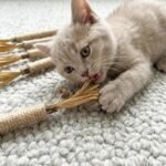 5 Pack Natural Silvervine Sticks for Cats, Cat Chew Toys for Teeth Cleaning & Dental Care - Calms Anxiety, Stress Relief for Indoor Cats, Catnip-Infused Interactive Playtime Dental Sticks - Image 8