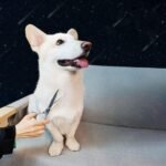 Dog Grooming Scissors,Pet Hair Scissors with Safety Round Tips, Heavy Duty Titanium Stainless Steel, Professional Dogs Cats Pets Grooming Shears - Image 7