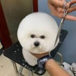 Dog Grooming Scissors,Pet Hair Scissors with Safety Round Tips, Heavy Duty Titanium Stainless Steel, Professional Dogs Cats Pets Grooming Shears - Image 8