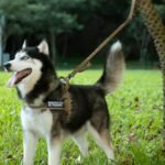 EXCELLENT ELITE SPANKER Bungee Dog Leash Tactical Nylon Adjustable Tactical Leash for Dogs Quick Release Elastic Leads Rope with 2 Control Handle(Black) - Image 9