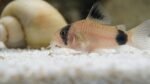5 Panda Corydoras, Panda Corycats, Cute Freshwater Aquarium Catfish - Image 2