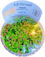 Live Aquatic Plants, Easy Aquarium Plants (Rotala rotundifolia) - Image 2
