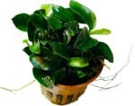 Live aquat Plants, Multiple Aquarium Plants (Anubias barteri Petite from Tropica), Potted - Image 2