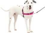 Petsafe Easy Walk Dog Harness, No Pull Dog Harness, Raspberry/Gray, Medium/Large(Pack of 1) - Image 2
