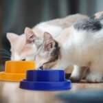 Ants Away Dog Bowl Cat Puppy Food Bowls Round No Spill Eating Feeder for Small Animals Brown S - Image 9