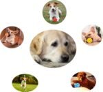 2 Pack Dog Toy Ball,Dog Pet Food Treat Feeder Chew Tooth Cleaning Ball Exercise Game IQ Training Ball for Small/Medium/Large Dog and Cat (Blue+Green, 2in（Small Dog&Puppy）) - Image 6