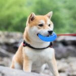 NWK Pet Teether Cooling Chew Toy for Dogs Teething Toy for Puppies, Fit with Treats for More Fun (Chewing Ring) - Image 3