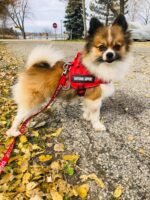 voopet Service Dog Harness, Emotional Support Pet Vest Harness, Reflective Breathable and Adjustable No-Pull ESA Dog Harness for Small Medium Large Dogs (with 4 PCS Removeable Tags) - Image 4