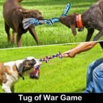 Large Dog Chew Toys for Aggressive Chewers, 12 Pack Indestructible Dog Rope Toys for Large Breeds, Heavy Duty Dental Cotton Rope Dog Toys, Puppy Teething Chew Toys, Tug of War Dog Toy - Image 7