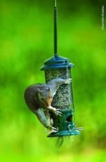 Squirrel Buster Standard Squirrel-Proof Feeder for Wild Birds – 4 Metal Perches, 1.3 lb Seed Capacity, Chew-Proof, Easy to Fill & Clean, Perfect for Sunflower Seeds, Blends & Dried Mealworms, Green - Image 6