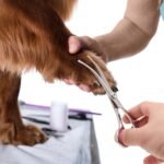 GEMEK Dog Grooming Scissors with Safety Round Tips Stainless Steel Professional Dog Grooming Kit - Thinning, Curved Scissors and Comb for Cat Pet (Pink 4 in 1) - Image 9