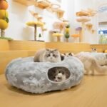 Cat Tunnel with Cat Bed for Indoor Cats, 3 in 1 Cat Donut Tunnel with Central Soft Mat and Dangling Balls, Christmas Cat Tube Toys Fun for Kitten, Puppy, Ferret, Rabbit - Image 6