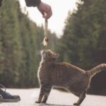 PAKESI Silvervine Catnip Sticks 4-Piece Set of cat Toys, Chew Toys for Kittens Teeth Cleaning, Indoor cat Interactive Toys, Suitable for All Cats Chewing Sticks to Relieve Stress - Image 7