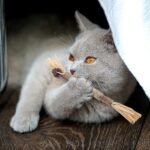 PAKESI Silvervine Catnip Sticks 4-Piece Set of cat Toys, Chew Toys for Kittens Teeth Cleaning, Indoor cat Interactive Toys, Suitable for All Cats Chewing Sticks to Relieve Stress - Image 8