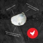 Ma Poule Express – Proudly Canadian – Poultry Oyster Shell (Crushed) – 2.27 kg (5 lb) | Natural Calcium Supplement for Laying Hens | Strong Eggshell Support - Image 5