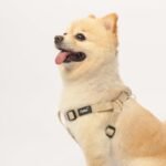 PUPTECK No Pull Dog Harness Soft Adjustable Basic Nylon Step in Puppy Vest Outdoor Walking with ID Tag Cream - Image 7