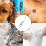 Stainless Steel Ticks Remover Kits - Pet Flea TickRemoval Tool, Professional Tick Tweezers Set, Safe Effective Tick Removal Device, Humans & Pets Professional Ticks Removal Tweezers, TickRemoval - Image 3
