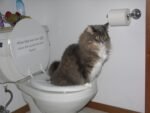 CitiKitty Cat Toilet Training Kit - Image 11