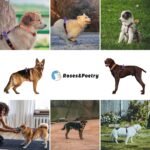 Roses&Poetry Dog Harness and Leash Set for Mediumn Dogs, No Pull Dog Harness Adjustable Reflective, Dog Vest Harnesses Comfort Padded Handle, Pet Harness for Training Outdoor Walking（Mistyrose-M - Image 8