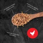 Ma Poule Express Dried Mealworms for Wild Birds, Chickens, Ducks – 1 lb (0.45 kg) | Approx. 16,000 Mealworms | High Protein Natural Feed Supplement - Image 4