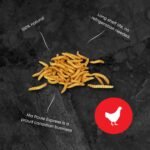 Ma Poule Express Dried Mealworms for Wild Birds, Chickens, Ducks – 1 lb (0.45 kg) | Approx. 16,000 Mealworms | High Protein Natural Feed Supplement - Image 5