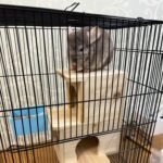 Chinchilla House – Natural Wooden Hideout, Safe & Durable, Unpainted, with Pegs for Teeth Grinding - Image 5