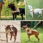 Lukovee No Pull Dog Harness & Leash Set - Heavy Duty Dog Vest Harness with Soft Padded for Medium Large Dogs, Adjustable Reflective Tactical Pet Harness for Easy Walk and Training (XL, Yellow) - Image 8